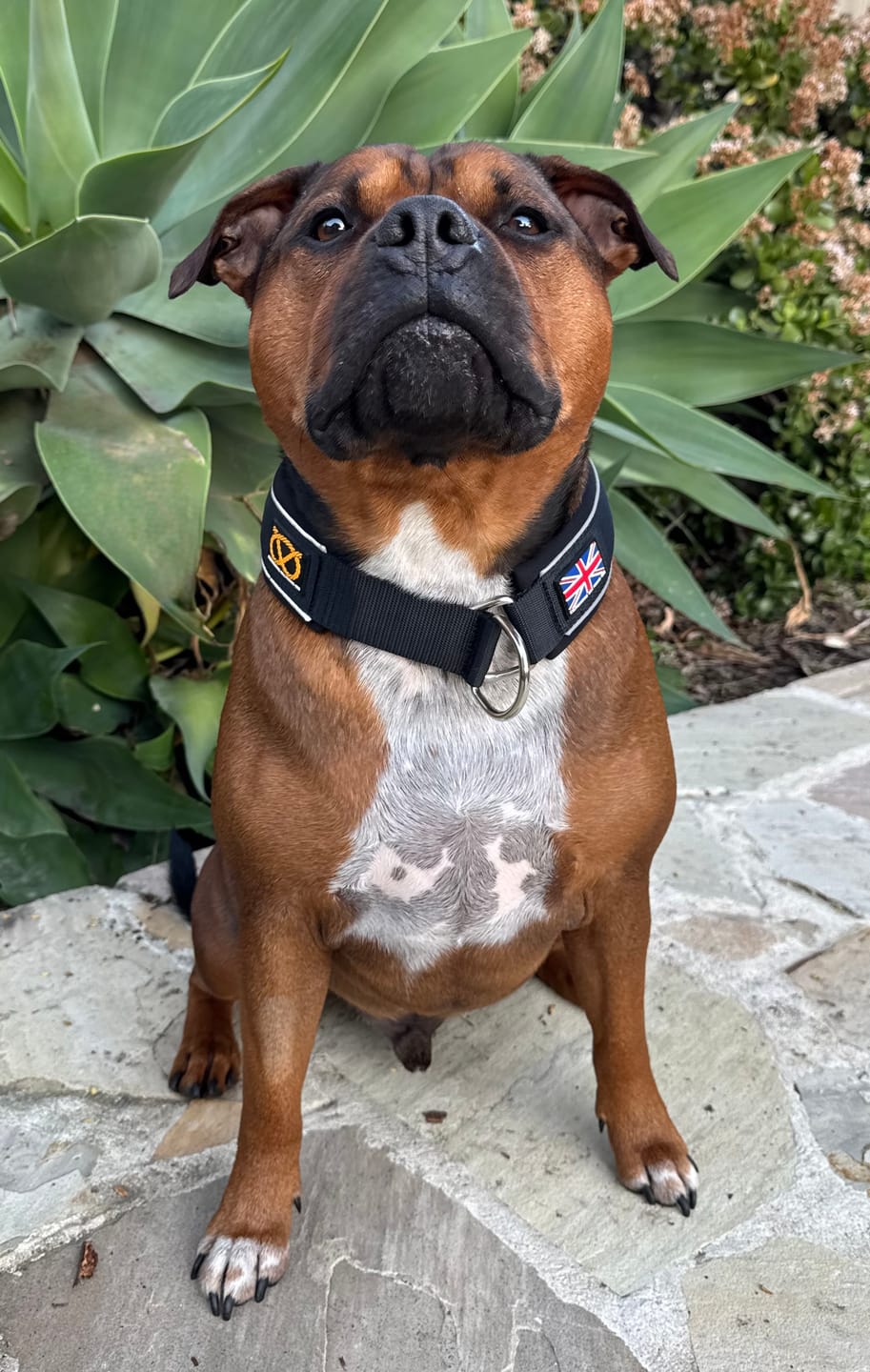 Customer photo review of Staffordshire Bull Terrier 1935® Martingale Collar - Black