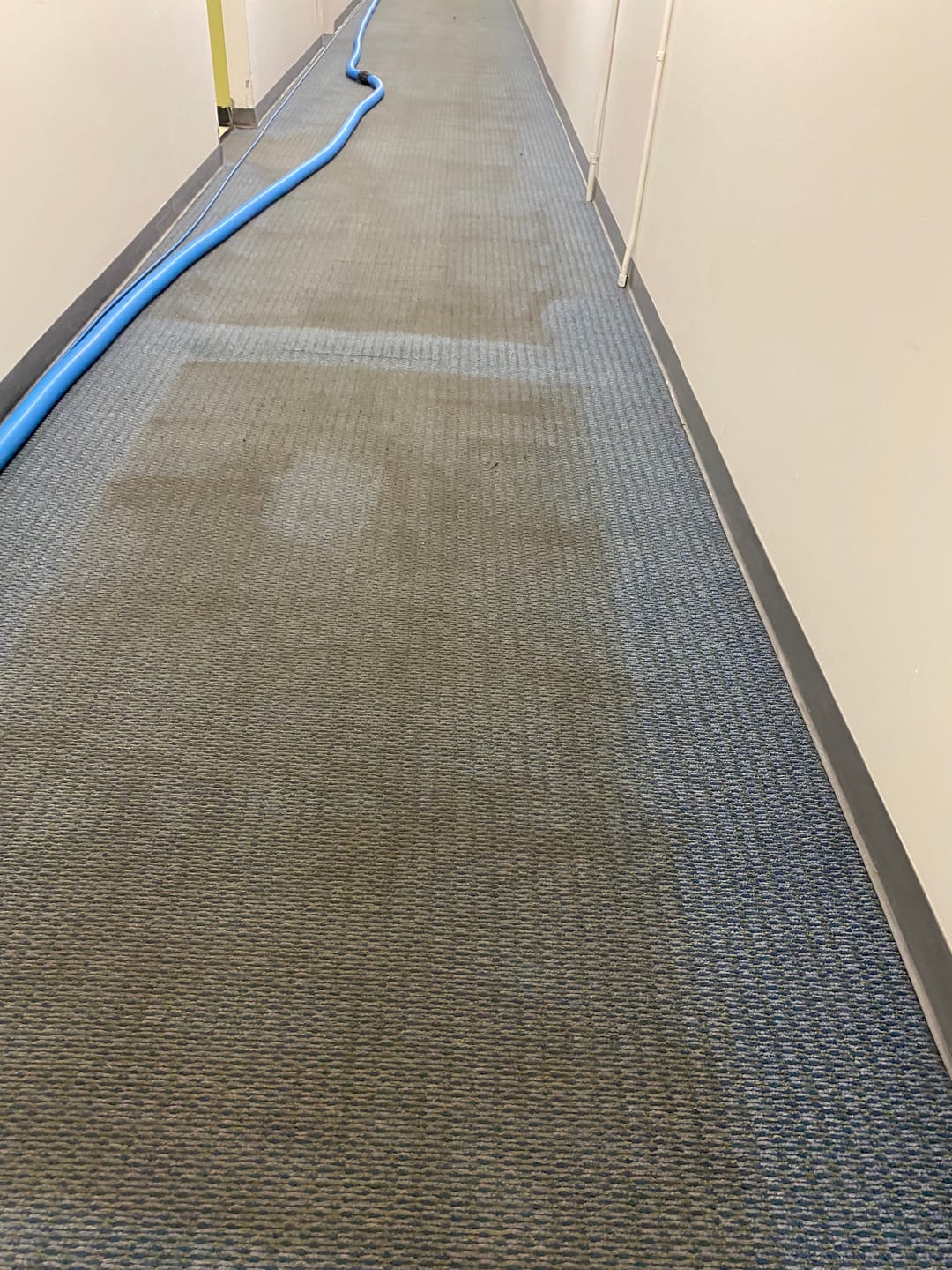 Customer photo review of ~ Releasit Encap-Punch (1 Gallon) Carpet Cleaning Encapsulation Pre-Spray [Encap]