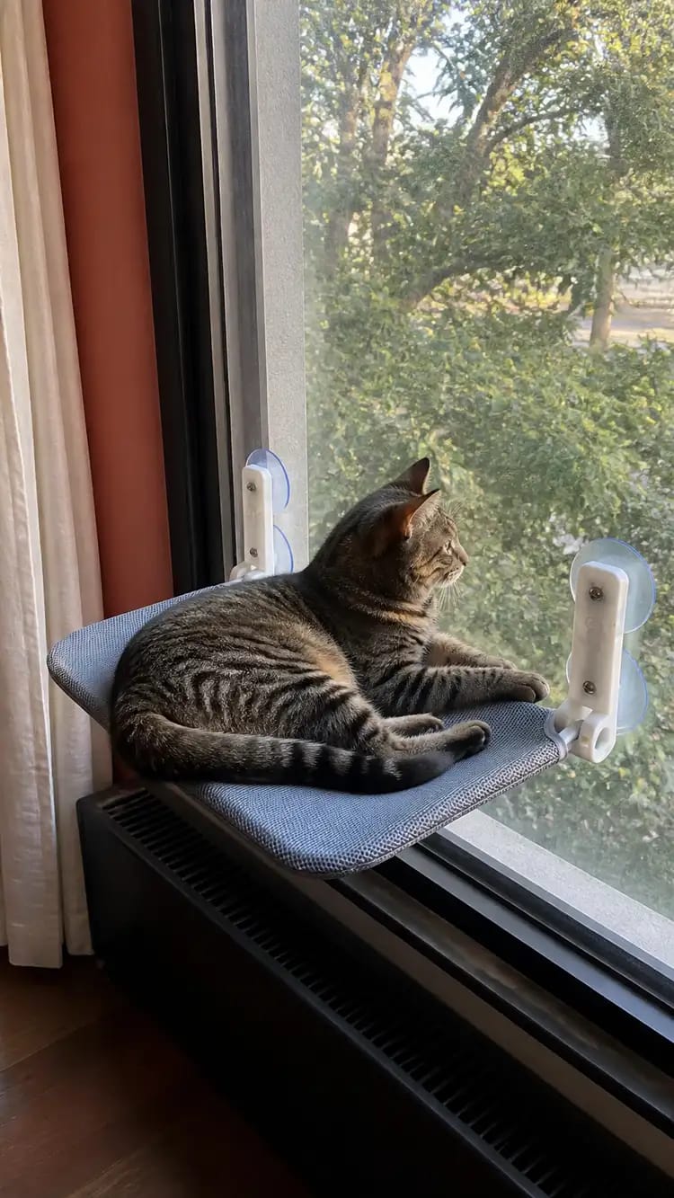 Customer photo review of Secure & Stylish Cat Window Perch Hammock