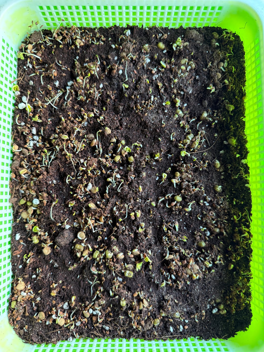 Customer photo review of 5 Part Salad Mix Seeds 110g