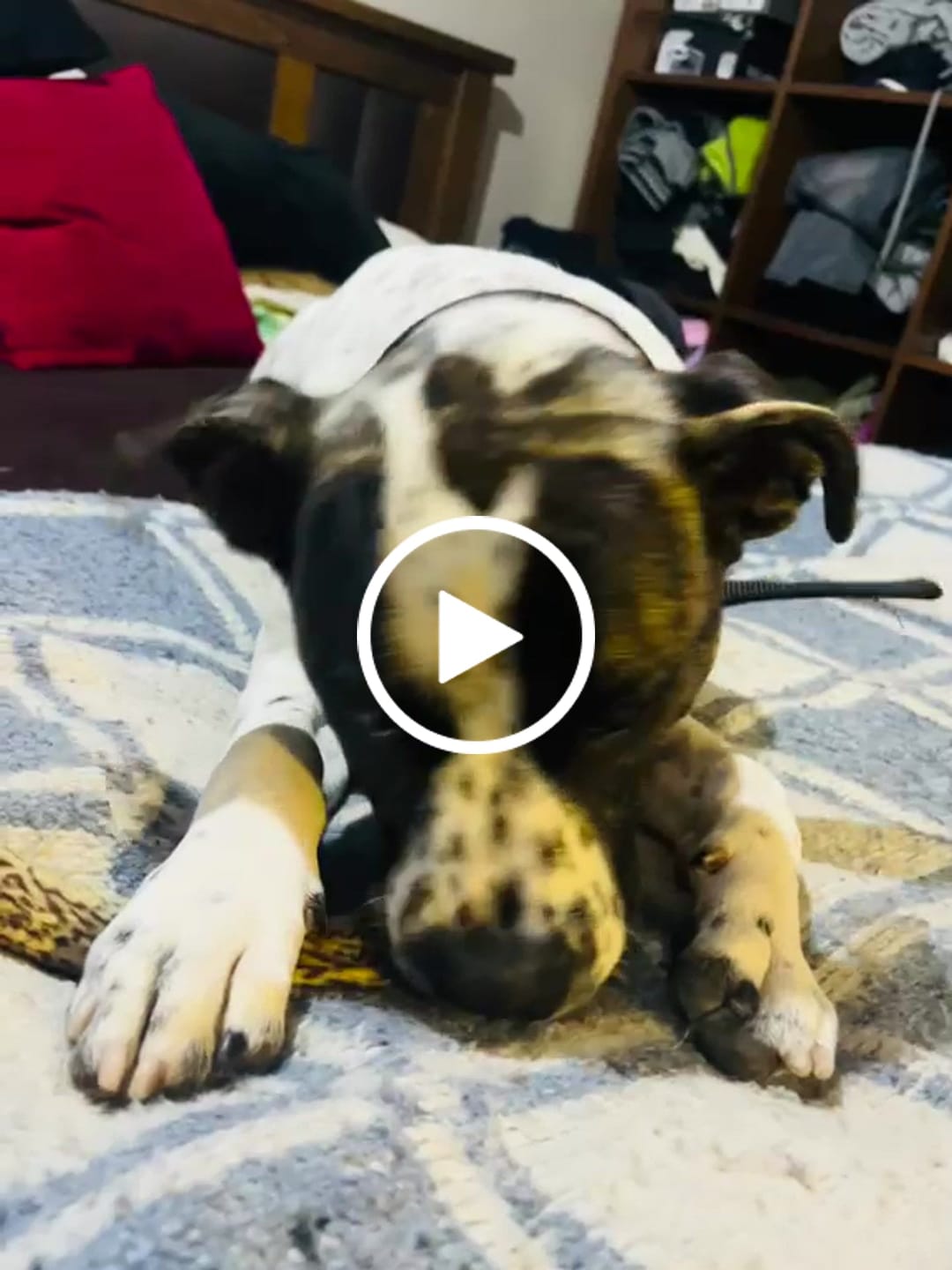 Customer video review of Asta de ciervo para perros - Regular