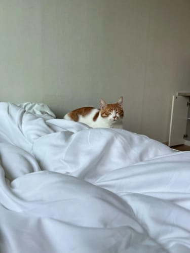 Customer photo review of Hotel Style Comforter – Lightweight Fluffy Winter Quilt