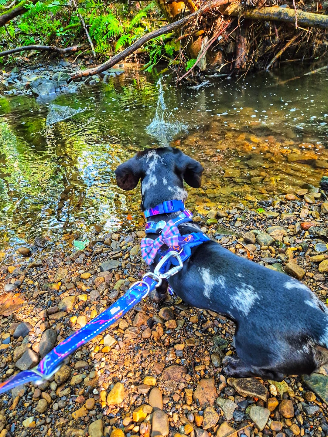 Customer photo review of Apex® Collar