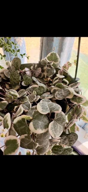 Customer photo review of Ceropegia woodii 'Variegata' "String of Hearts"