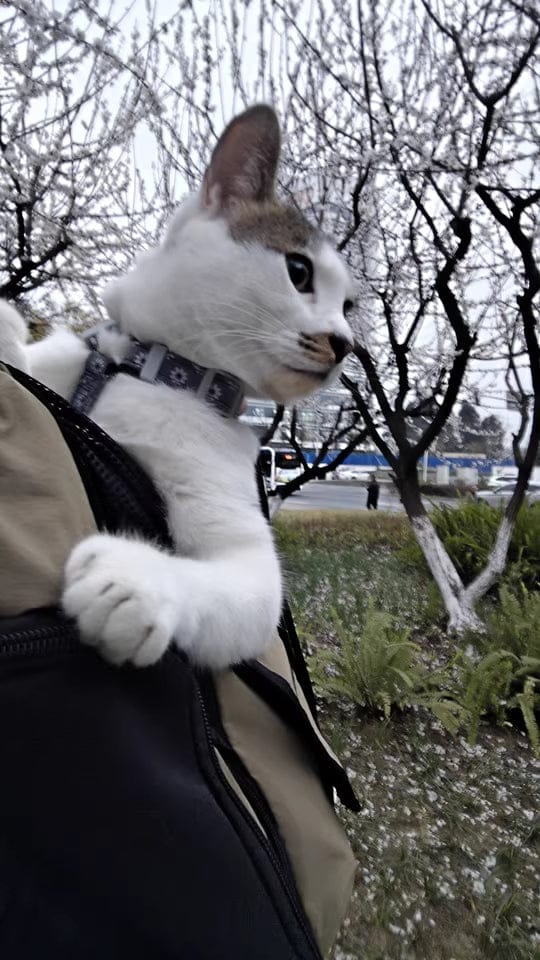 Customer photo review of Comfortable Labor-saving Front-Zip Front Pet Carrier