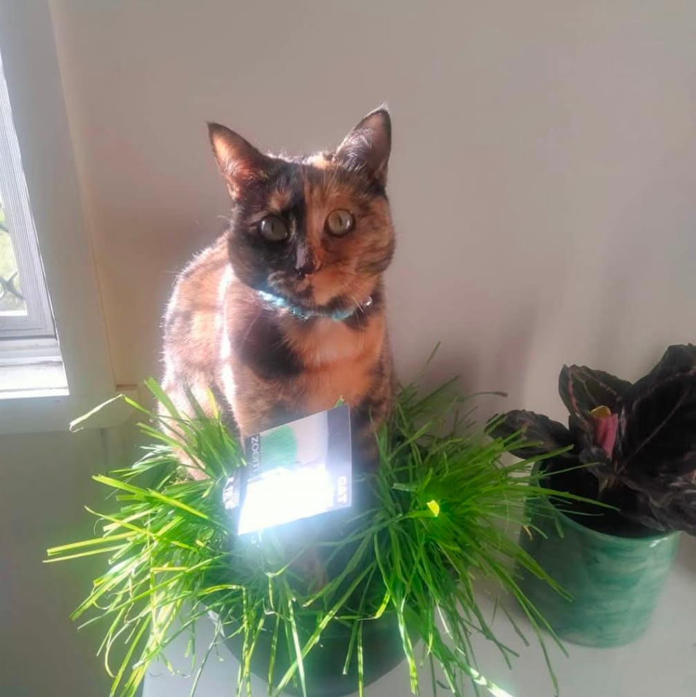 Customer photo review of Fit Litter