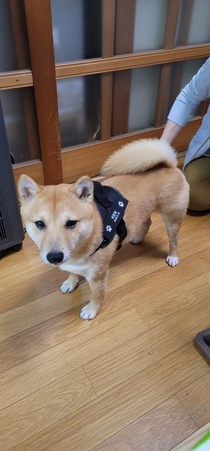 Customer photo review of 本物そっくり♪ペットフェイスバッグ