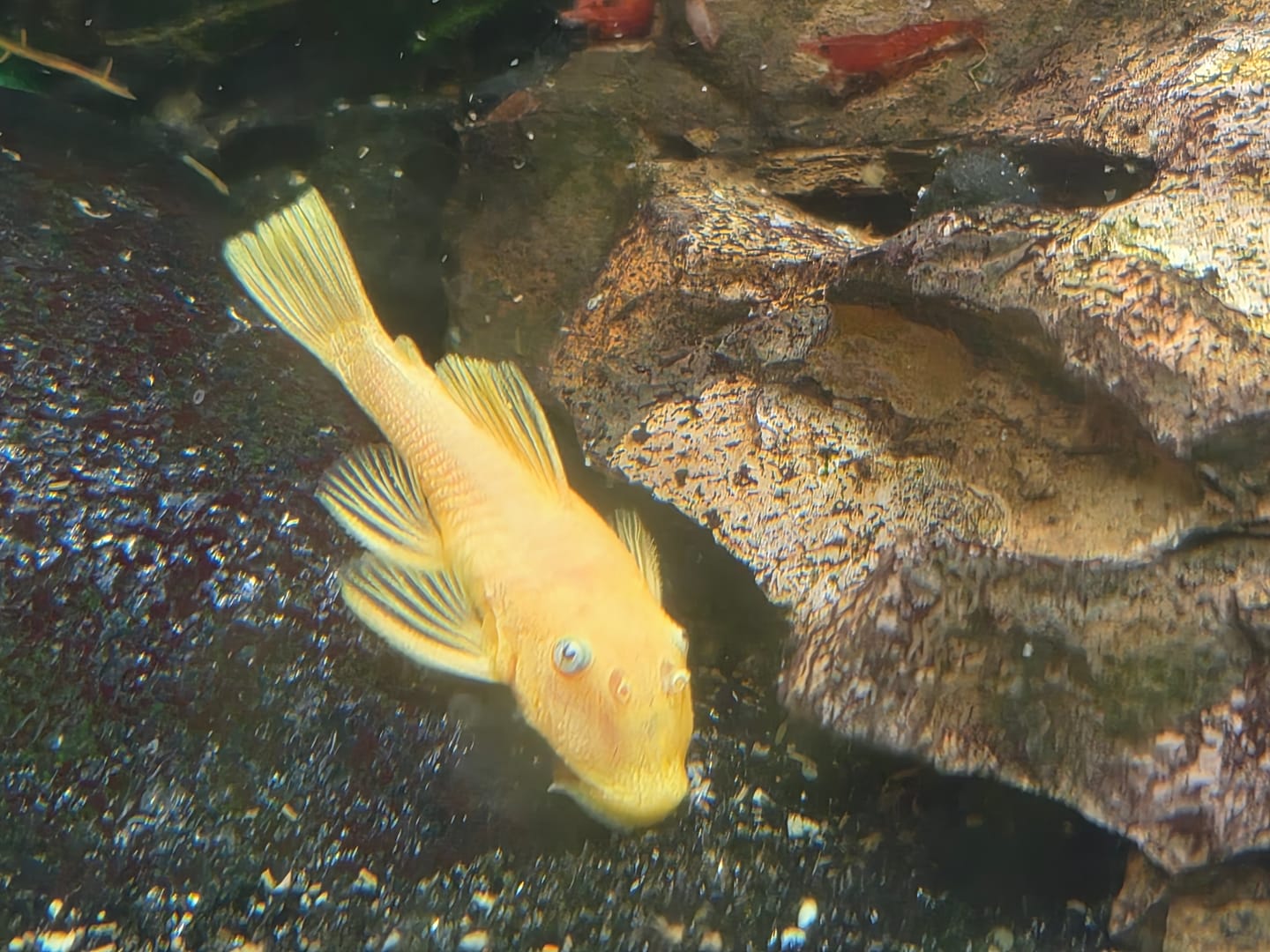 Customer photo review of L144a Blue Eye Lemon Bristlenose Pleco (2 Inches) "NEW"