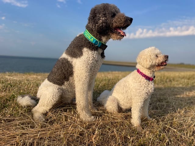 Customer photo review of Neoprene Dog lead with Name - L/XL | 4Kyon
