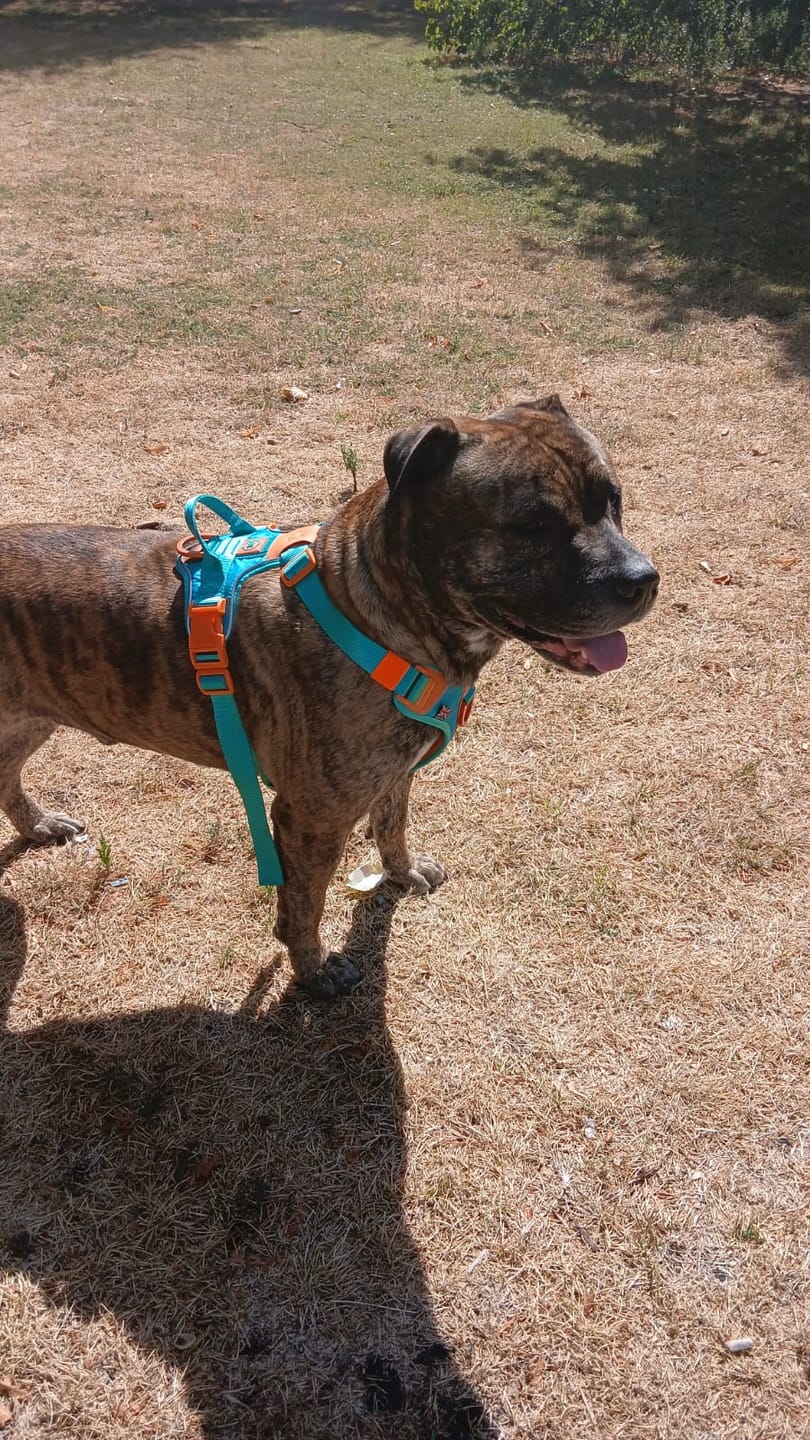 Customer photo review of Anti Pull Hurricane Harness Lighter | With Handle - Turquoise X Orange