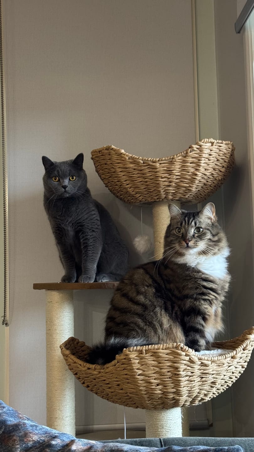 Customer photo review of Woven Rattan Multi-Level Cat Tree (K903) – 6 Tiers with Full Sisal Posts & Multi-Beds