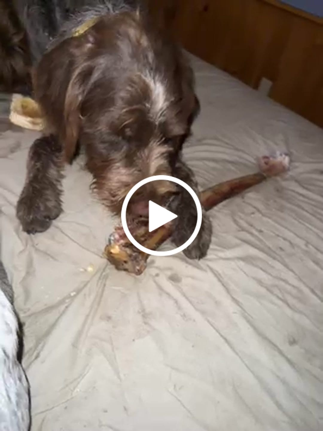 Customer video review of Ostrich Long Bone (19" x 3.5"): The Ultimate Challenge for Medium, Large & Extra-Large Dogs
