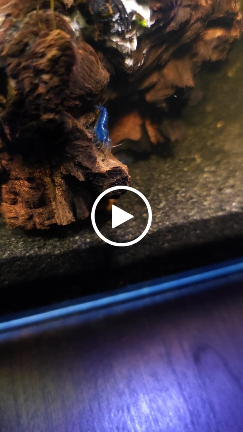 Customer video review of Blue Dream Shrimp