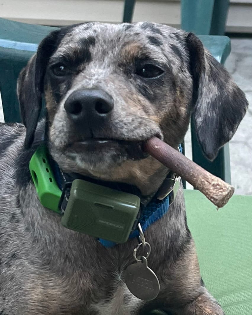 Customer photo review of FurLife™ 12 Months Flea and Tick Free
