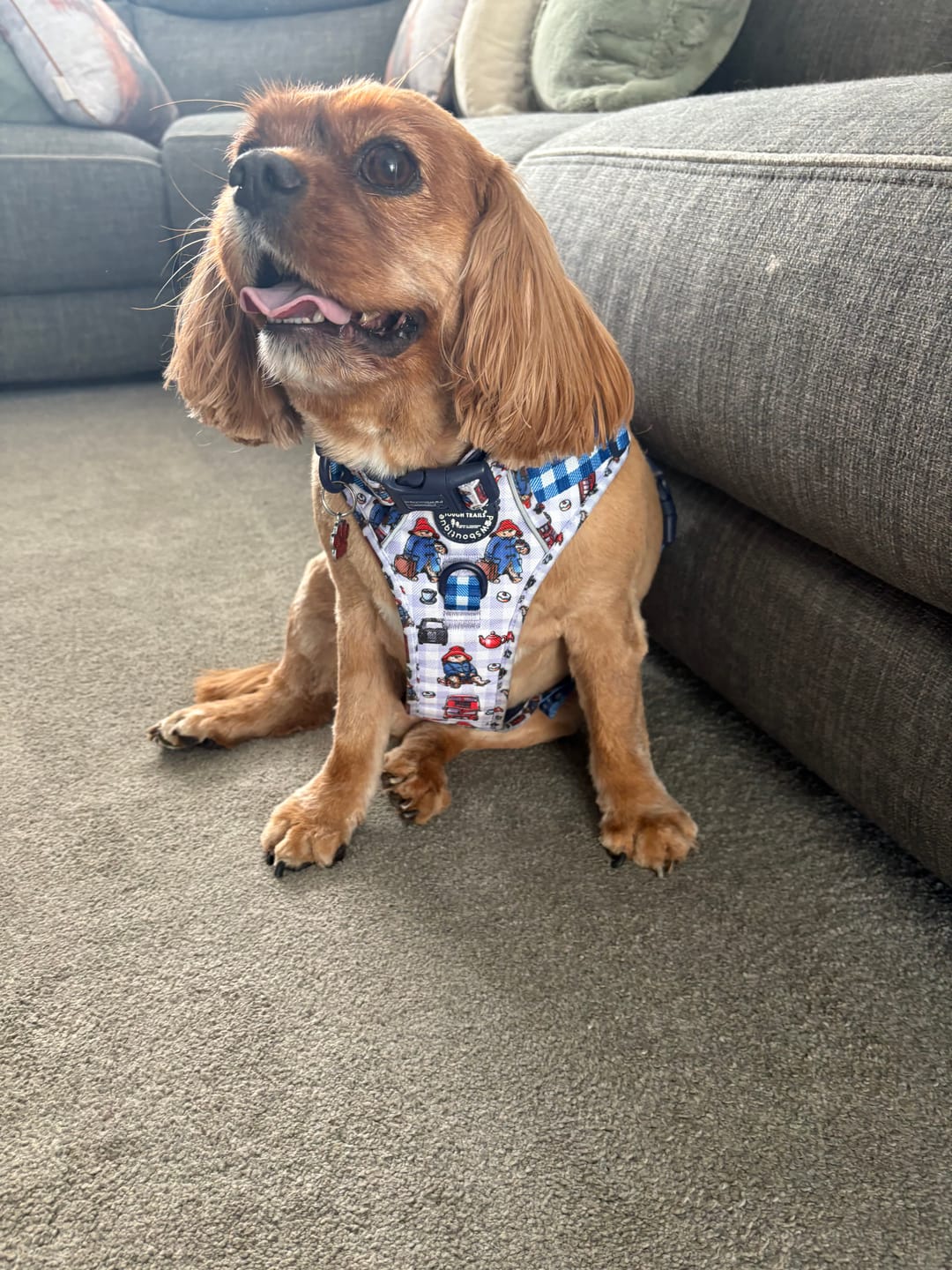 Customer photo review of Paddington™ Tough Trails™ Harness - London