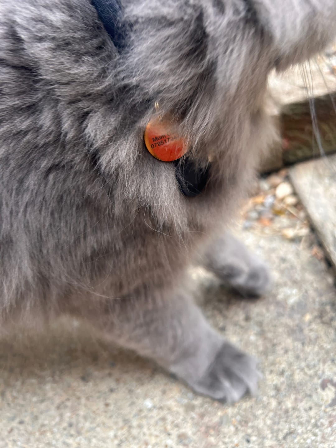 Customer photo review of Cat ID Tag - Custom Engraved