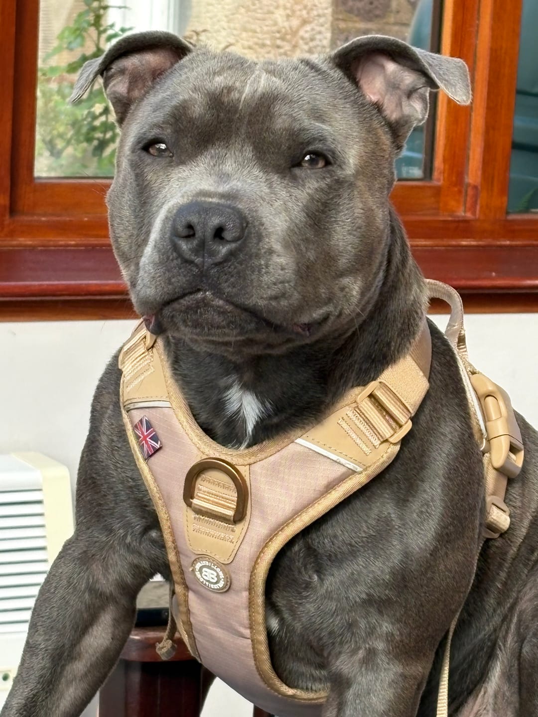 Customer photo review of Anti Pull Hurricane Harness Lighter | With Handle - Tan X Tan