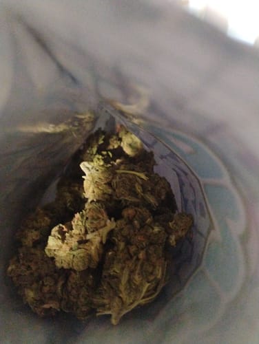Jungle Gelato - 28 Gramm - Indica photo review