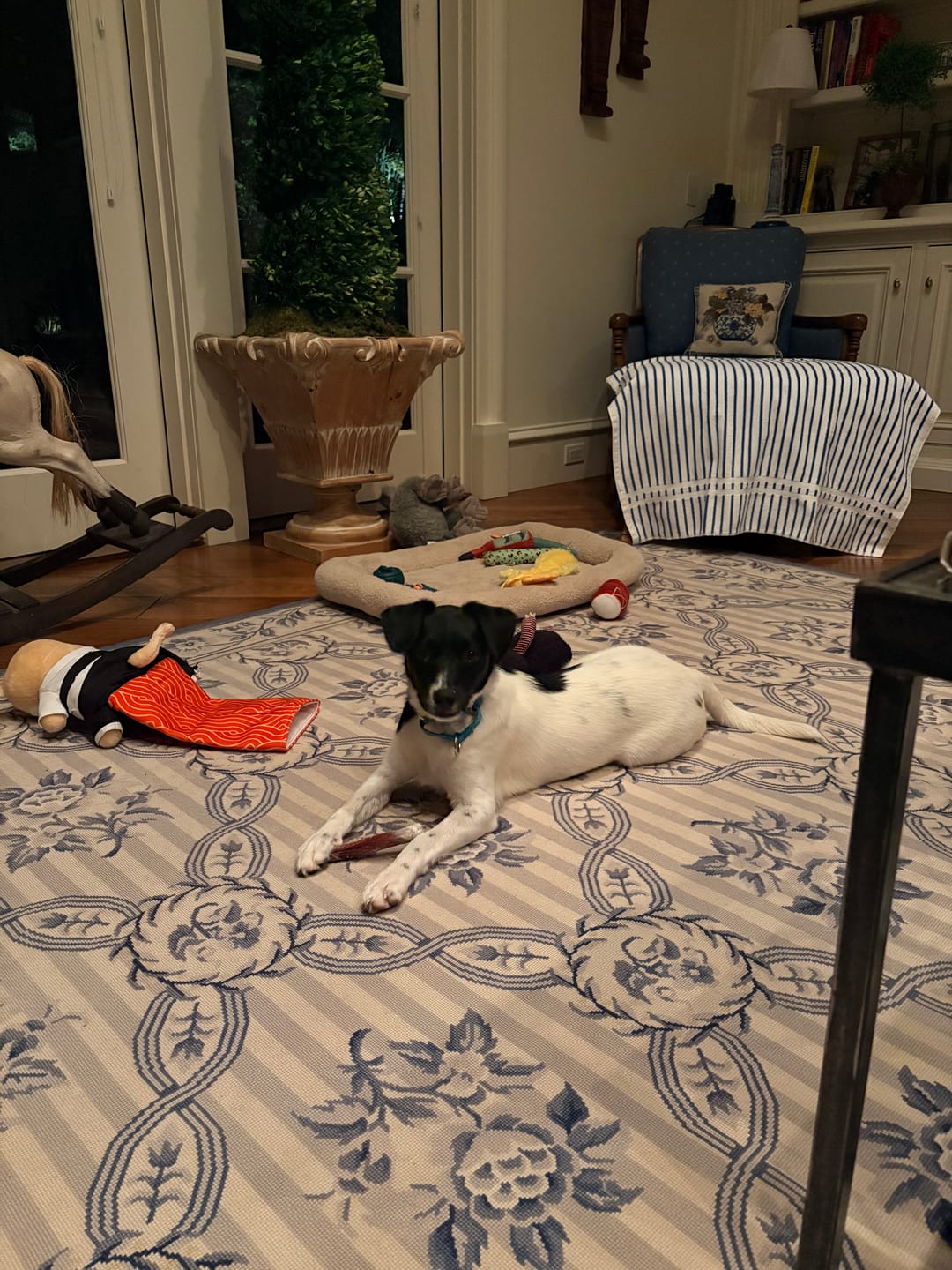 Customer photo review of 6 Inch Thick Bully Stick