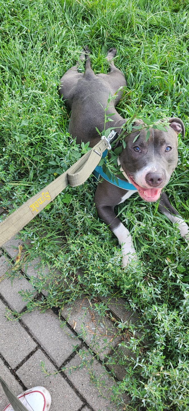 Customer photo review of Smycz dla psa z imieniem - Personal Leash