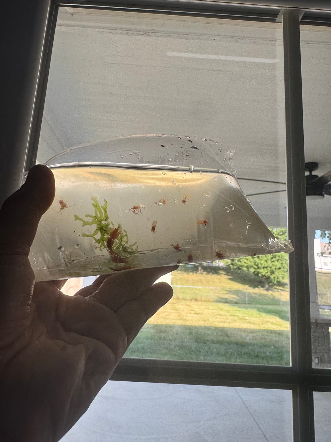 Customer photo review of Skittles Shrimp