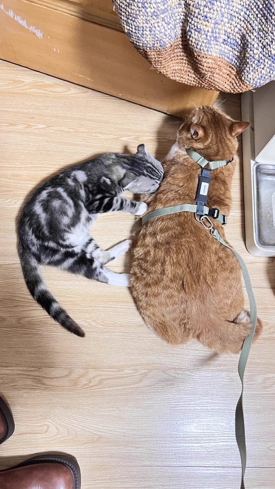 Customer photo review of Valora Dual-Buckle Ultra-Lightweight H-Shaped Cat Harness and Leash Set