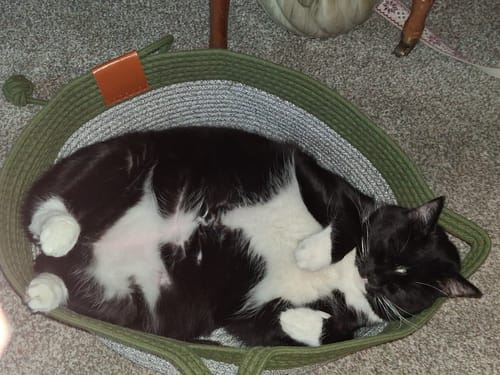 Customer's tuxedo cat sleeping peacefully inside the green Instinct Basket on a carpeted floor.