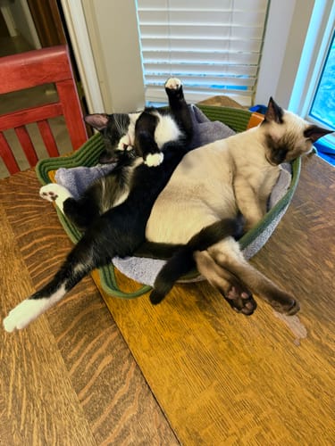 Customer's two kittens sleeping soundly together inside an Instinct Basket on a wooden table.