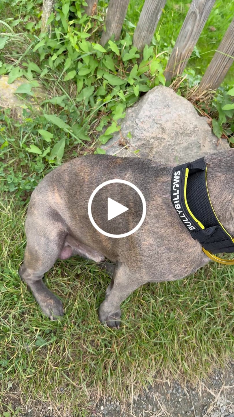 Customer video review of 5cm Lighter Combat® Collar | With Handle & Secure Clip - Black x Yellow
