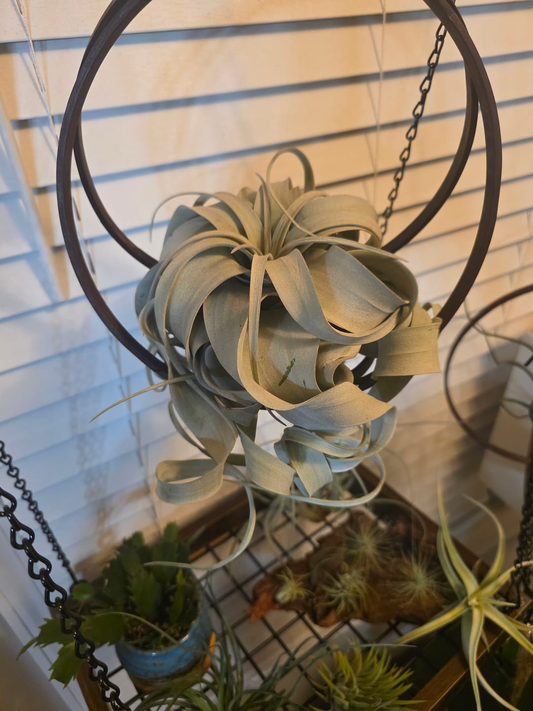 Customer photo review of Xerographica Thick Leaf Form  *Cannot Be Shipped Internationally*