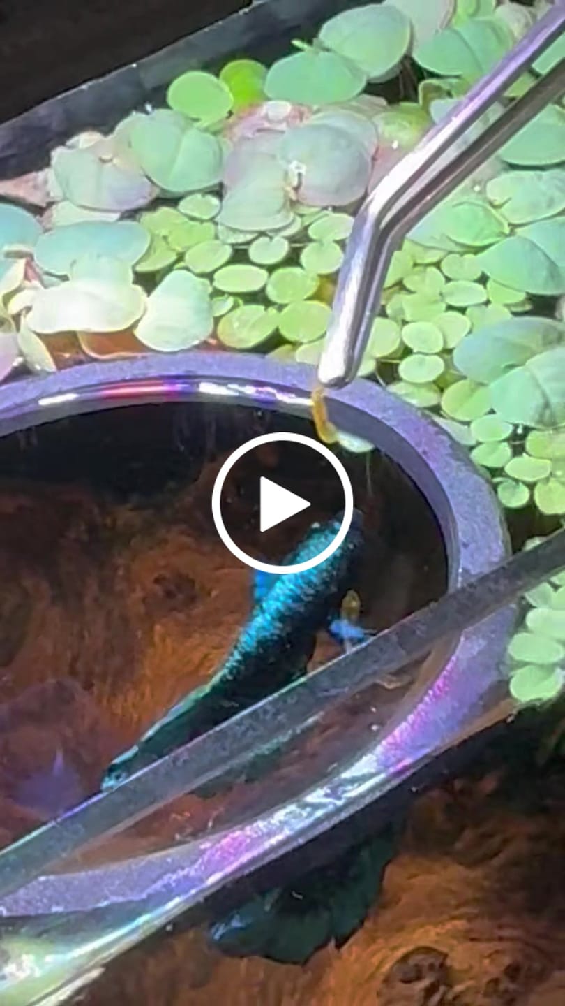 Customer video review of Rare Avatar Betta Fish (Male)