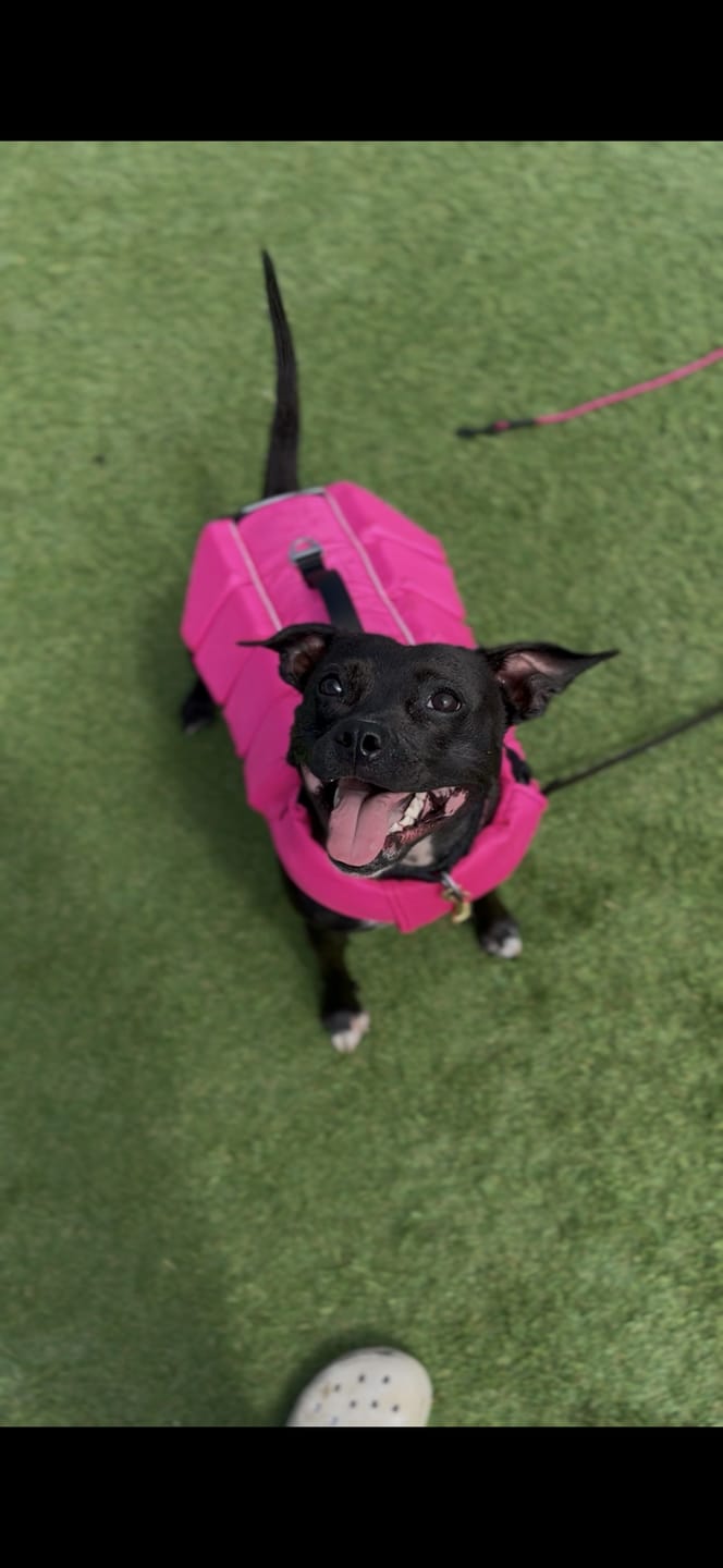 Customer photo review of Staffordshire Bull Terrier 1935® Life Jacket - Neon Pink