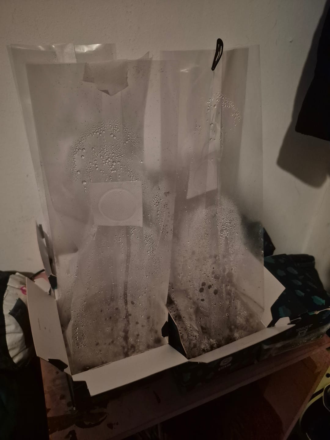 Customer photo review of Reintento