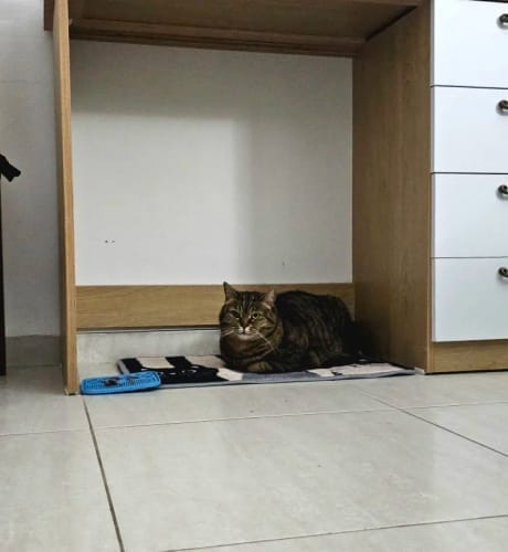 Customer photo review of Cat Print Doormat - Waterproof Soft Floor Rug