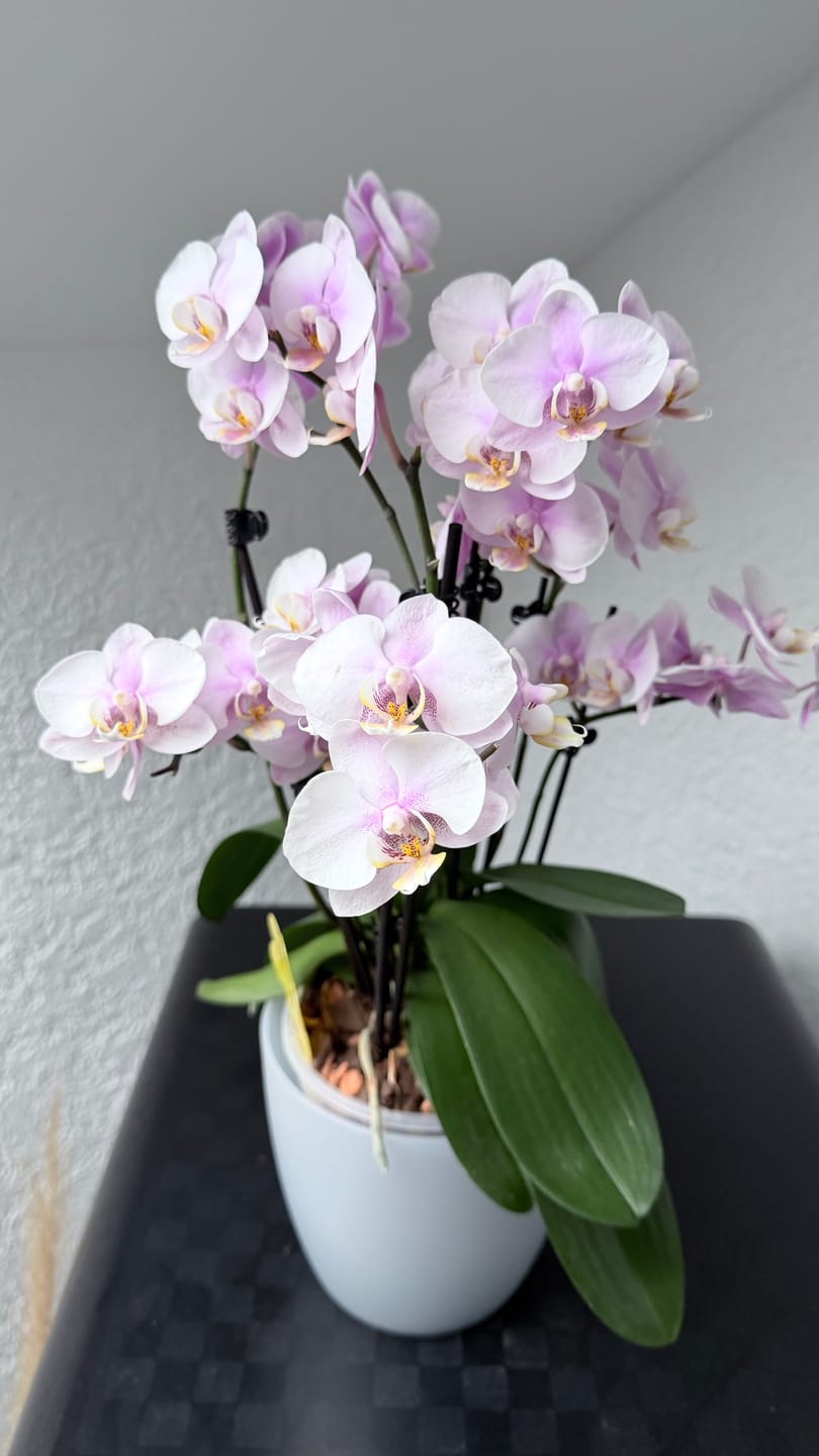 Customer photo review of Große Two of Us Roskilde mit zartrosa Blüten und 7+ Rispen