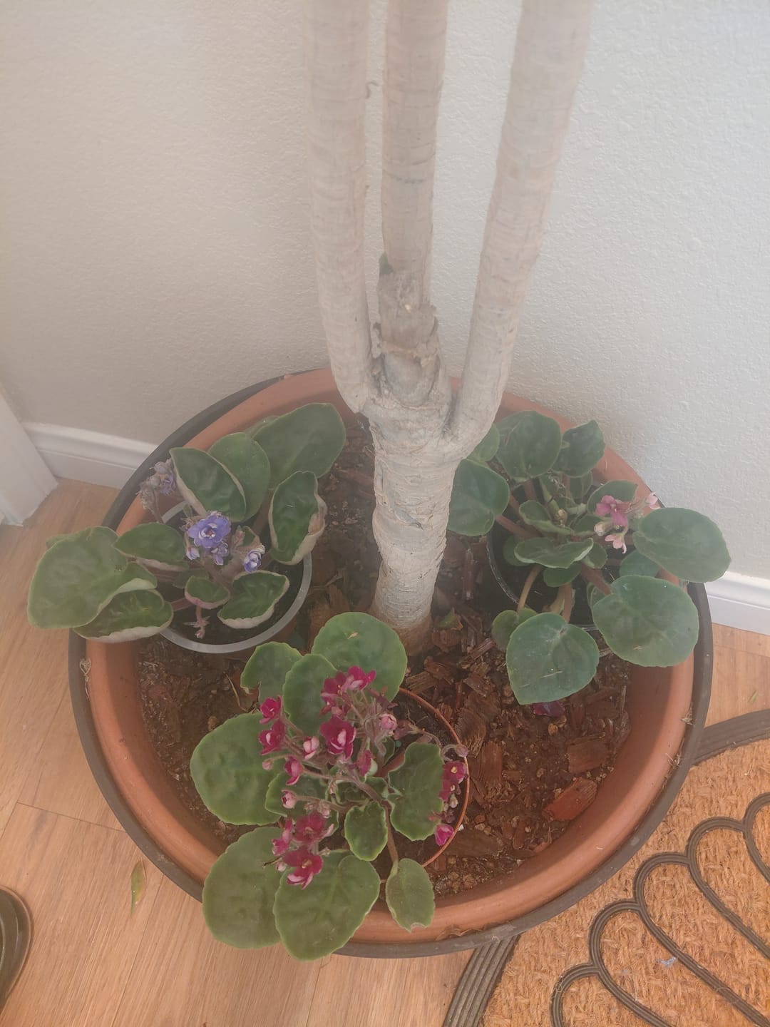Customer photo review of African Violet in 4" Grow Pot Set - Indoor Flower Plant - Plant Lover Gift - White, Pink, Violet Live Flower Plant - Blooms All Year Round