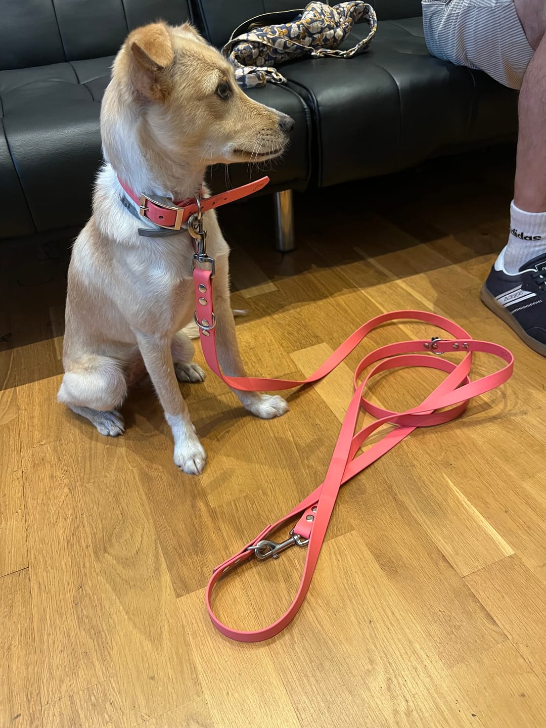 Customer photo review of Collier Chien Personnalisé gravé en Biothane®