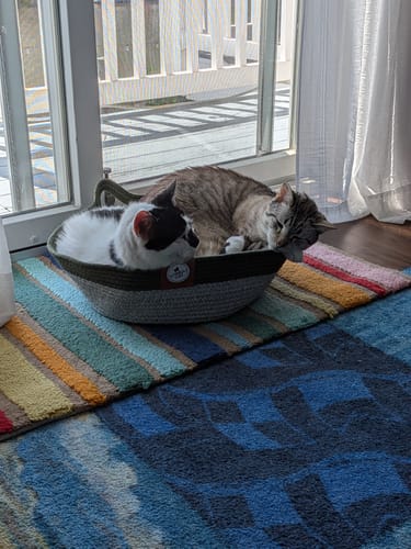 Customer's Instinct Basket with a black-and-white cat and a tabby cat lounging inside near a window.