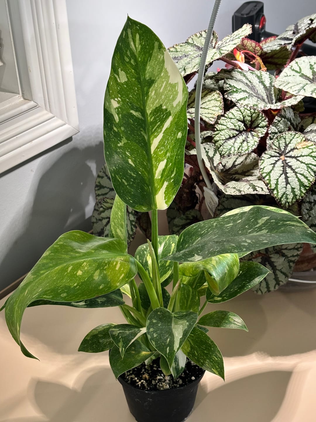 Customer photo review of Philodendron 'Congo Nuclear'
