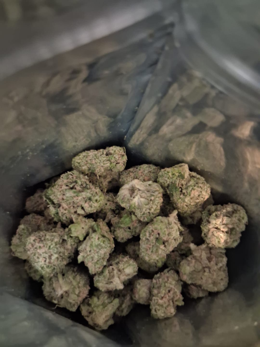 Customer photo review of Biscotti THCA Flower (Budget)