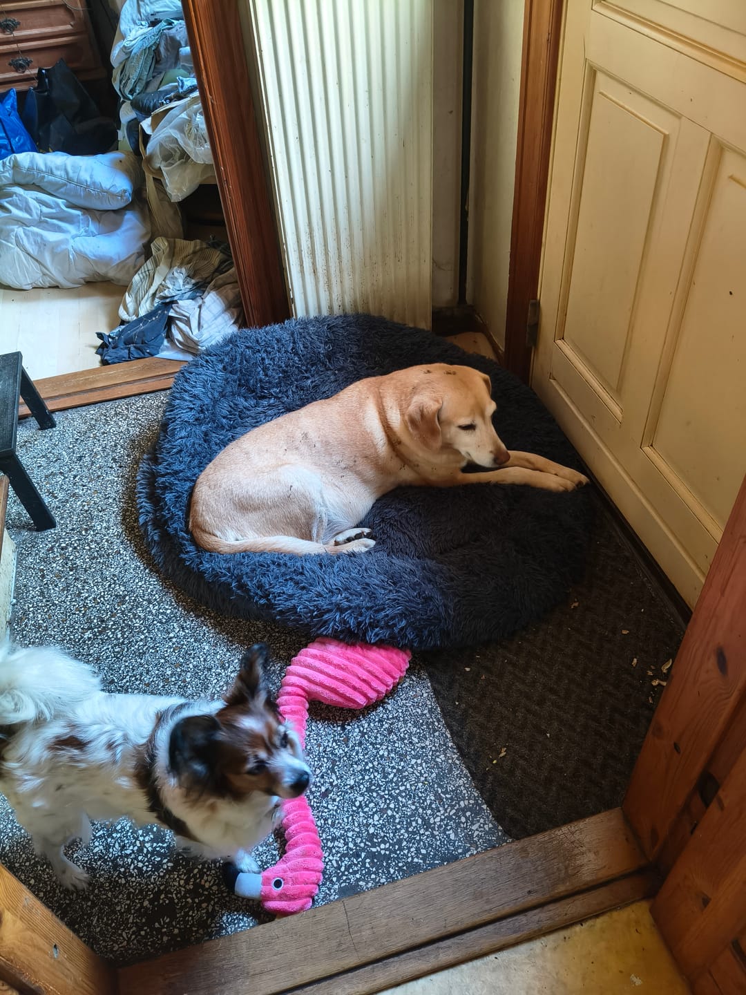 Customer photo review of THE ORIGINAL - Donut hundeseng (graphite)