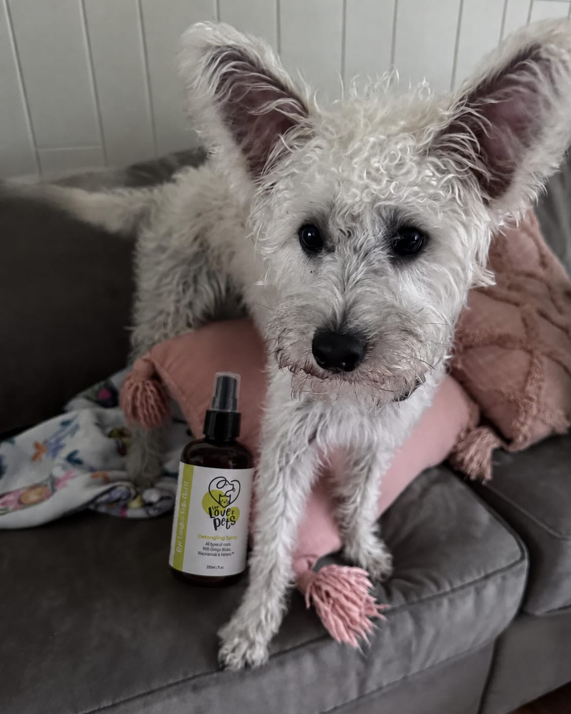 Customer photo review of Λοσιόν Ξεμπερδέματος για Σκύλους & Γάτες, Λύνει τους Κόμπους Χωρίς Πόνο