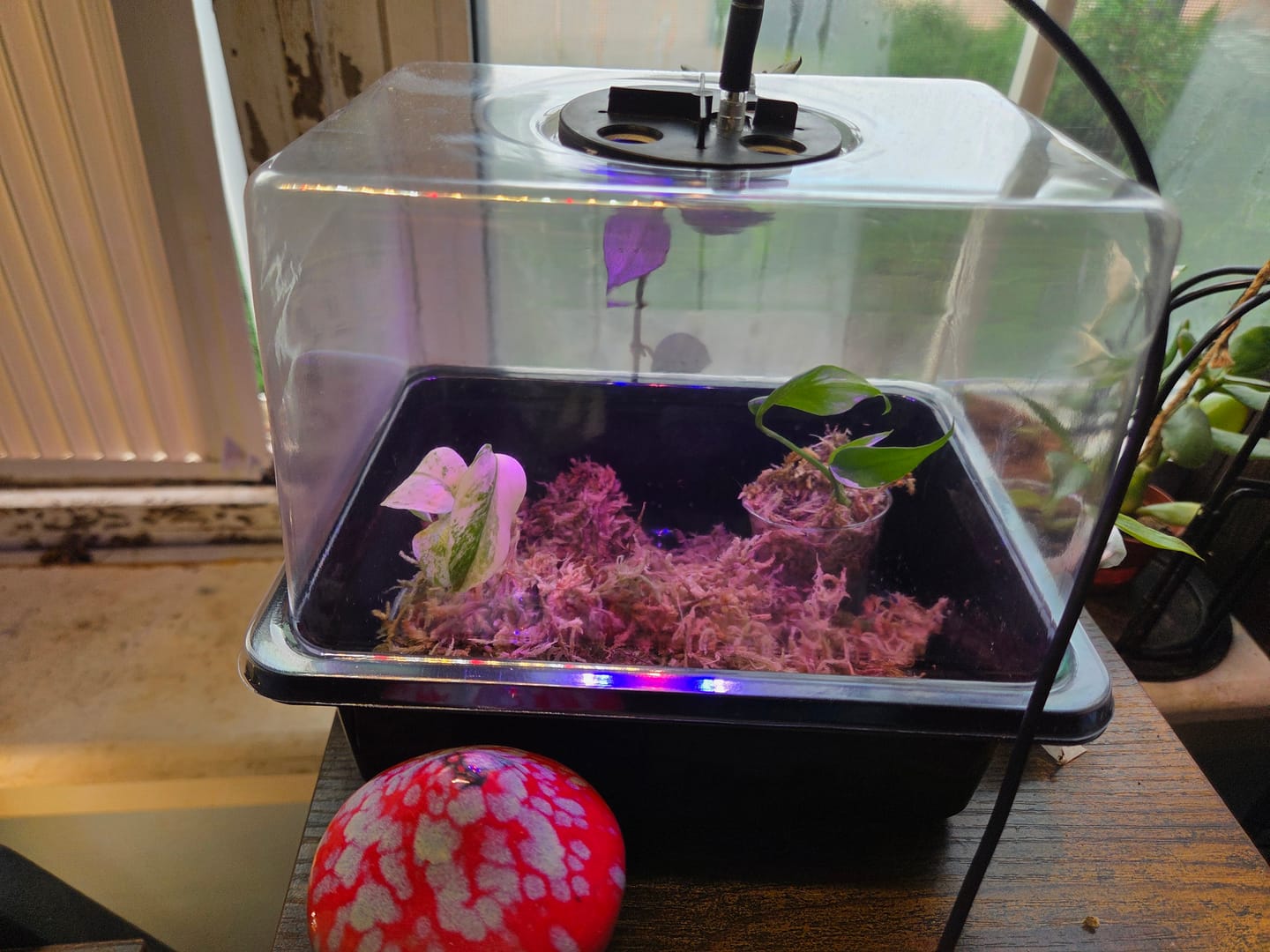 Customer photo of Monstera White Monster