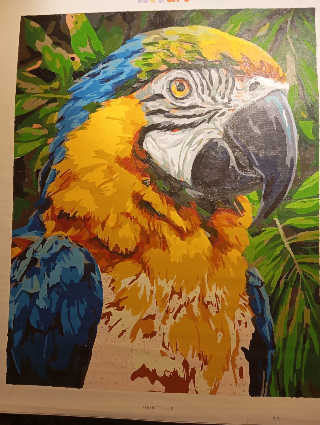 Customer photo review of Macaw Portrait