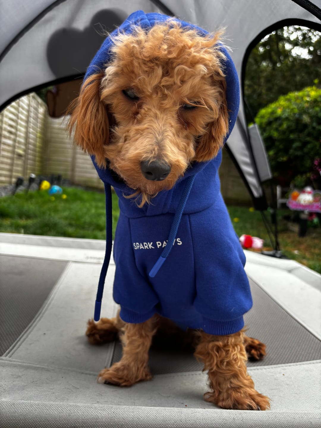 Customer photo review of Essential Dog Hoodie - Midnight Blue