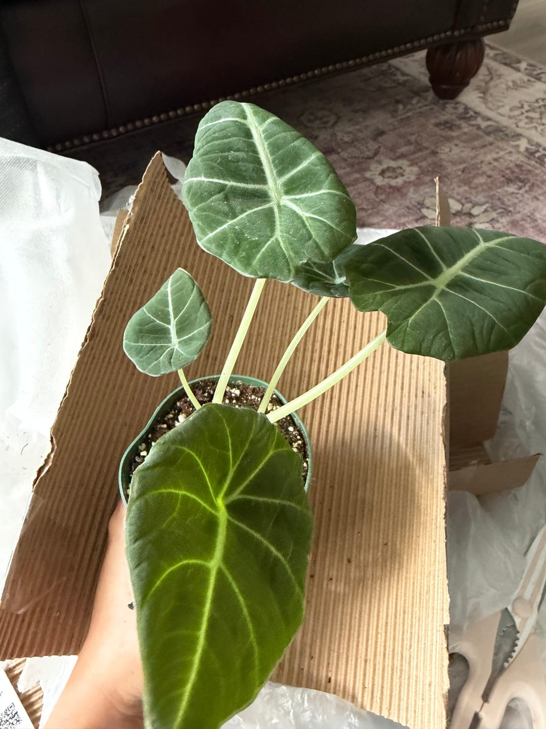Customer photo review of Alocasia reginula "Black Velvet"