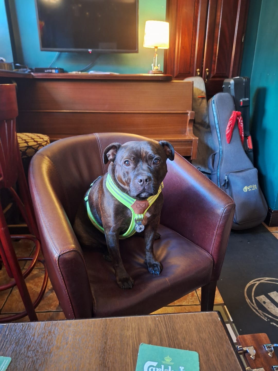 Customer photo review of Staffordshire Bull Terrier 1935® Harness & Leash Set - Chevy Edition - Neon Green