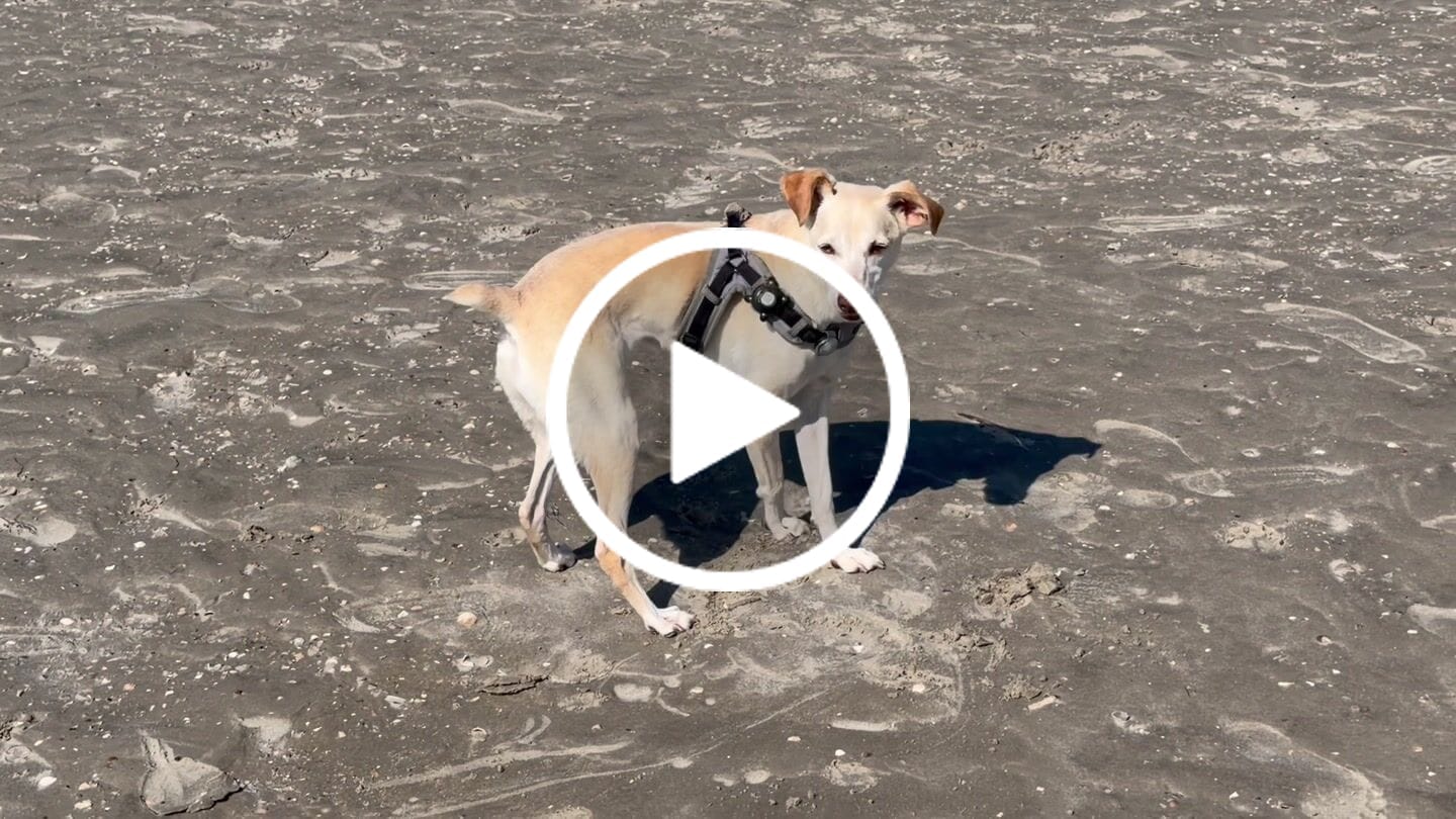 Customer video review of Wurmtest Basic Hund