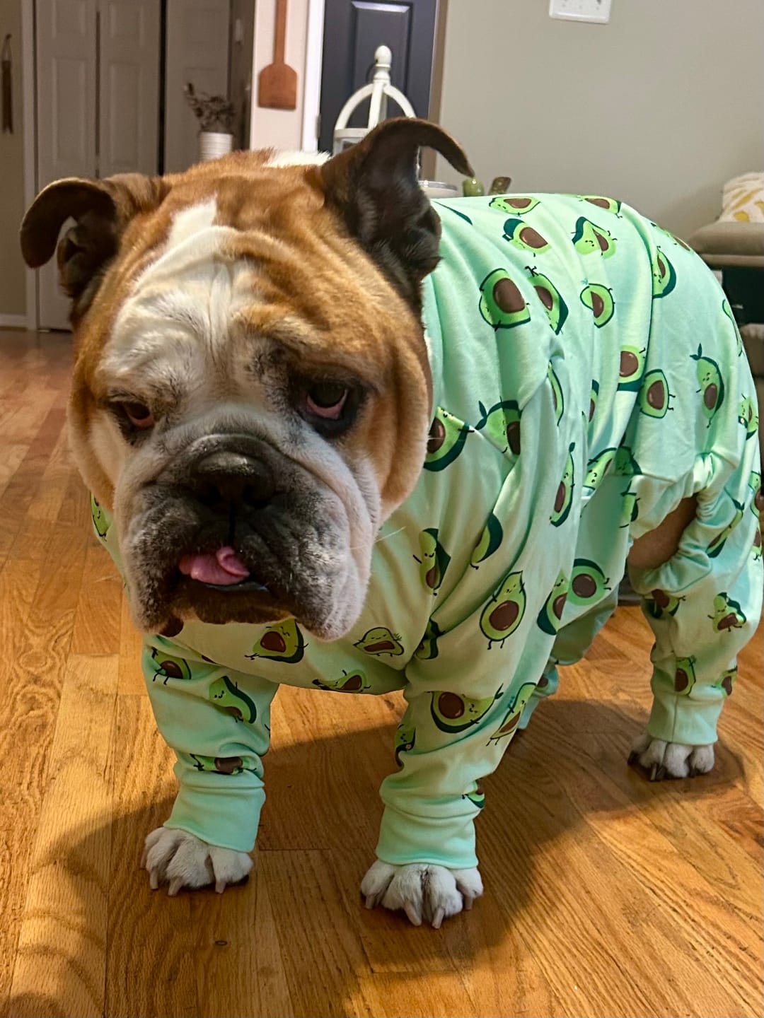 Customer photo review of Dog Pajama Prints