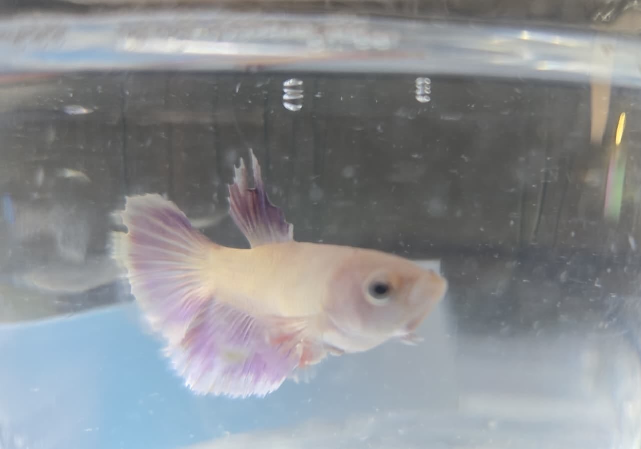 Customer photo review of Pink Halfmoon Female Betta Fish | Rare Pastel Beauty
